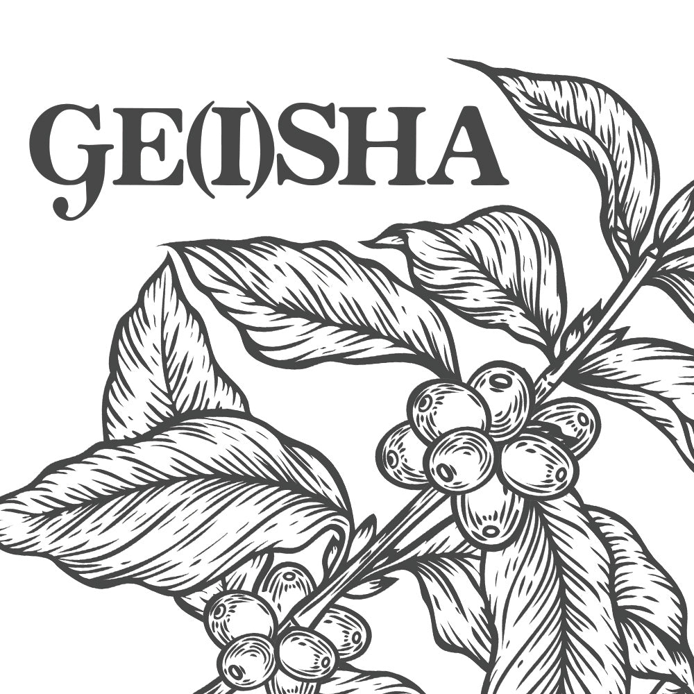 Geisha Coffee