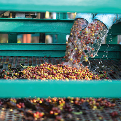 Coffee Processing: What Does it Mean?