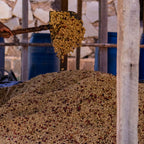 Ethiopia Gatta Yellow Honey
