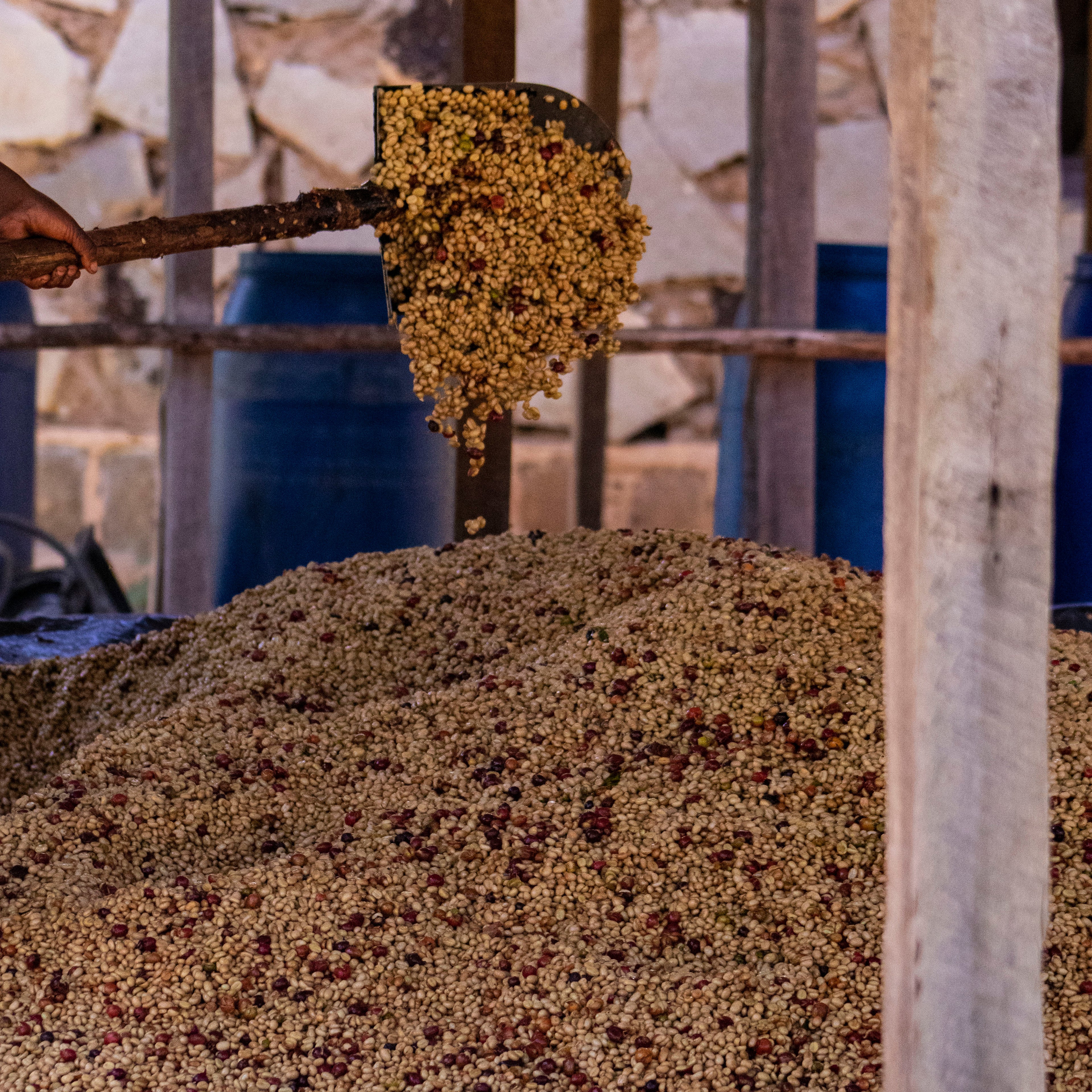 Ethiopia Gatta Yellow Honey