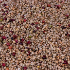 Ethiopia Gatta Yellow Honey