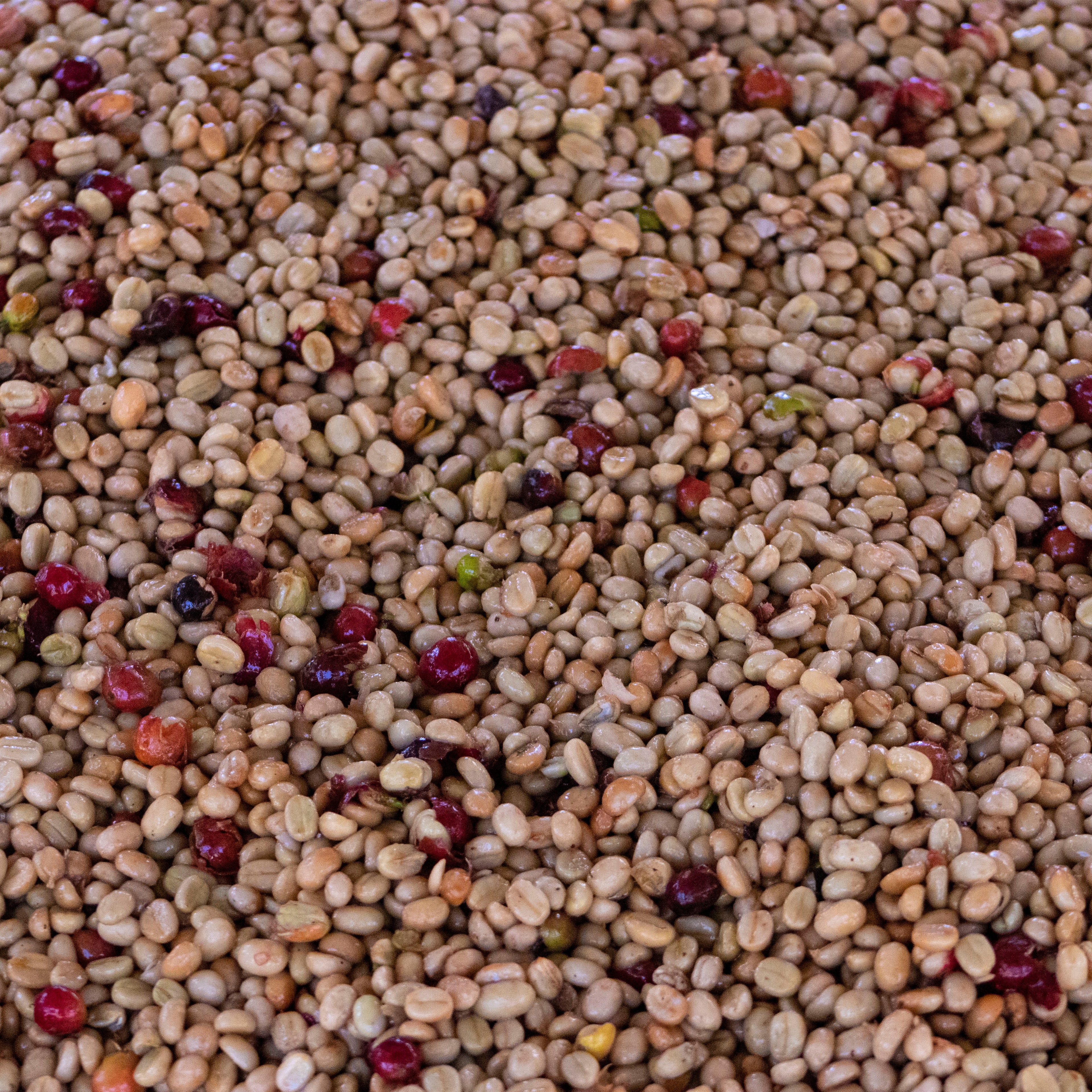 Ethiopia Gatta Yellow Honey