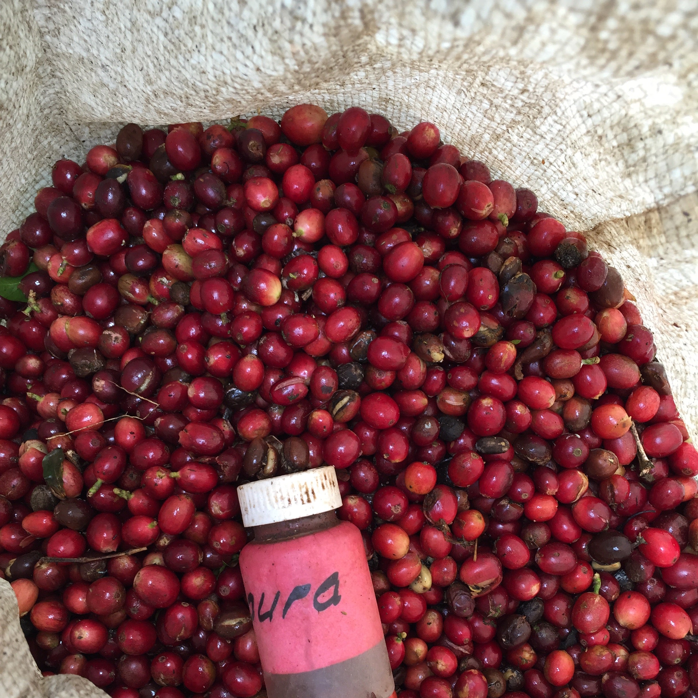 Ecuador Finca Maputo