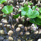 Ecuador Finca Maputo