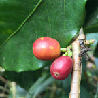 Ecuador Finca Maputo