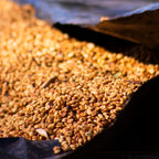 Ethiopia Gatta Yellow Honey