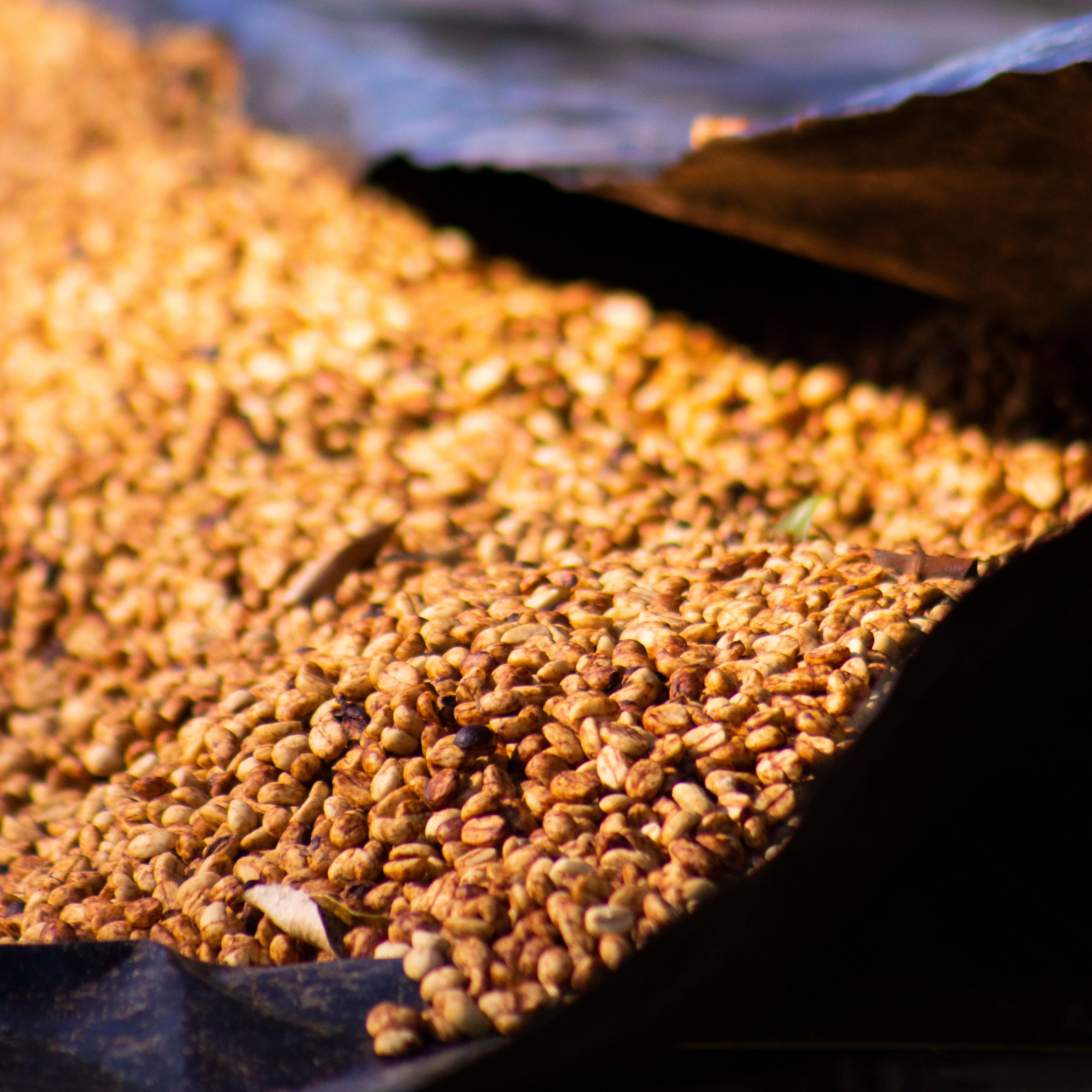 Ethiopia Gatta Yellow Honey